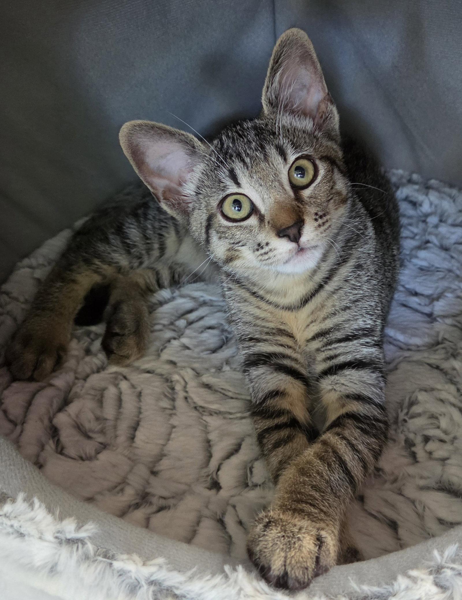 Enlarge Milton, a Adoptable Domestic Short Hair in Pittsboro, NC image 3/3