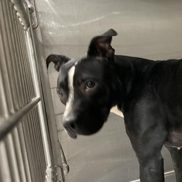 Marshmallow, Adoptable, Adult Female Pit Bull Terrier.