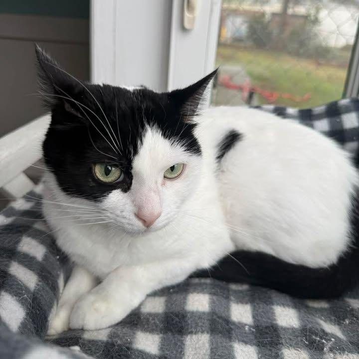 Dotty, an adopted Domestic Short Hair in Wilmington, NC image 2/4