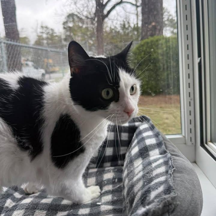 Dotty, an adopted Domestic Short Hair in Wilmington, NC image 4/4