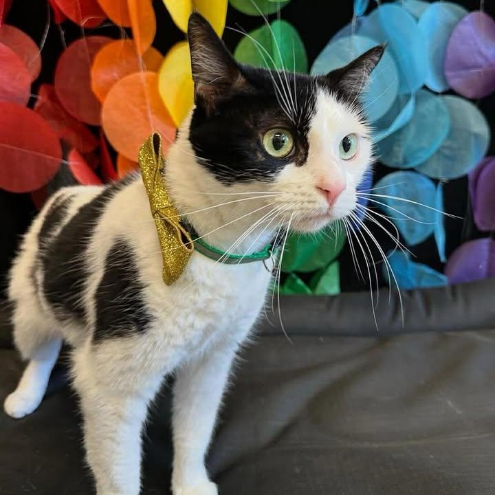Dotty, an adopted Domestic Short Hair in Wilmington, NC image 3/4
