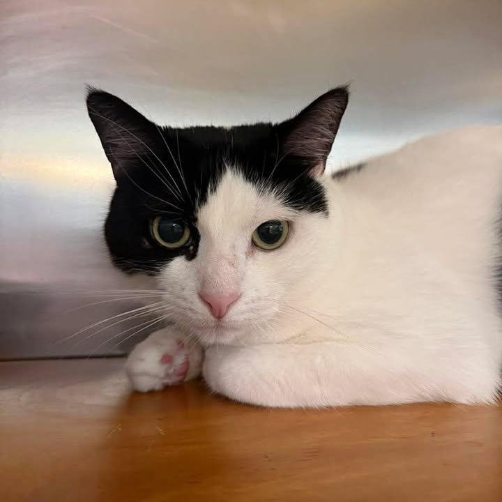 Dotty, an adopted Domestic Short Hair in Wilmington, NC image 1/4