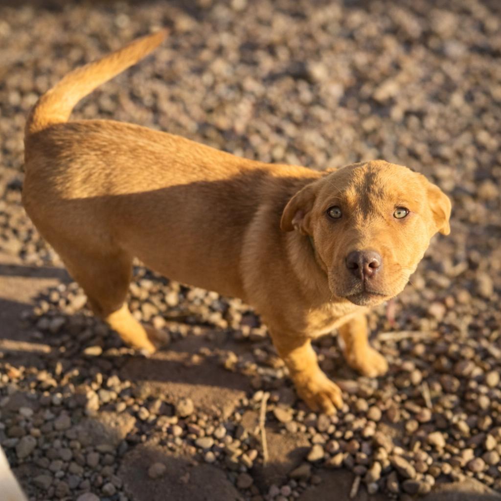 Enlarge Richard Dawson , a ADOPTABLE mixed breed in Kiowa, OK image 6/6