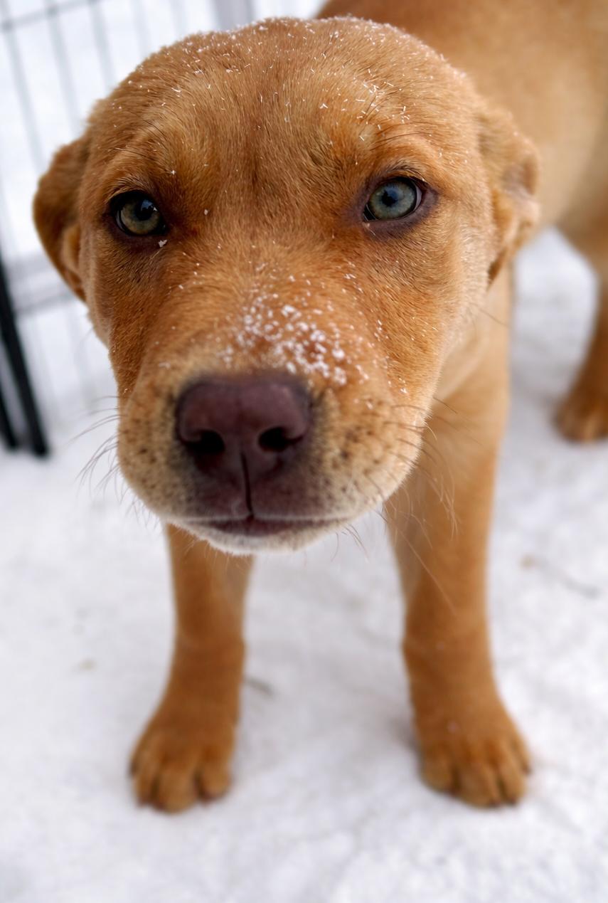Enlarge Richard Dawson , a ADOPTABLE mixed breed in Kiowa, OK image 3/6