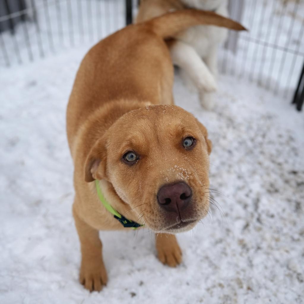 Enlarge Richard Dawson , a ADOPTABLE mixed breed in Kiowa, OK image 4/6