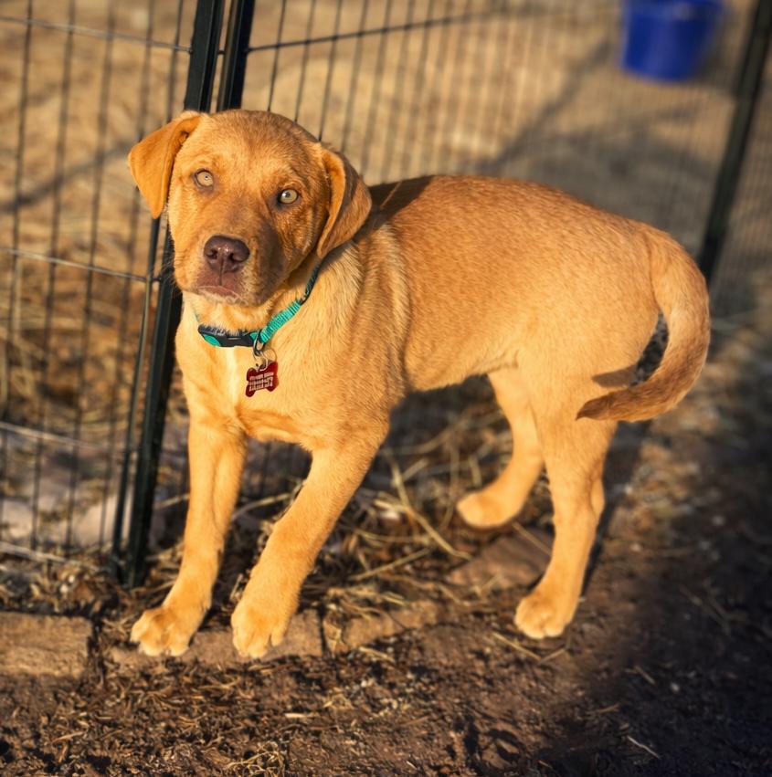 Enlarge Richard Dawson , a ADOPTABLE mixed breed in Kiowa, OK image 2/6