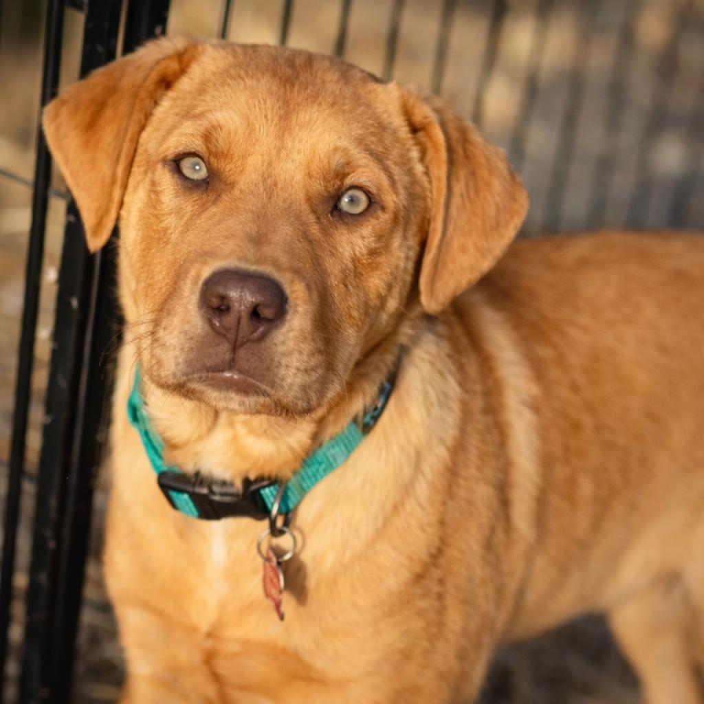 Richard Dawson , ADOPTABLE, Puppy Male Great Pyrenees & Border Collie.