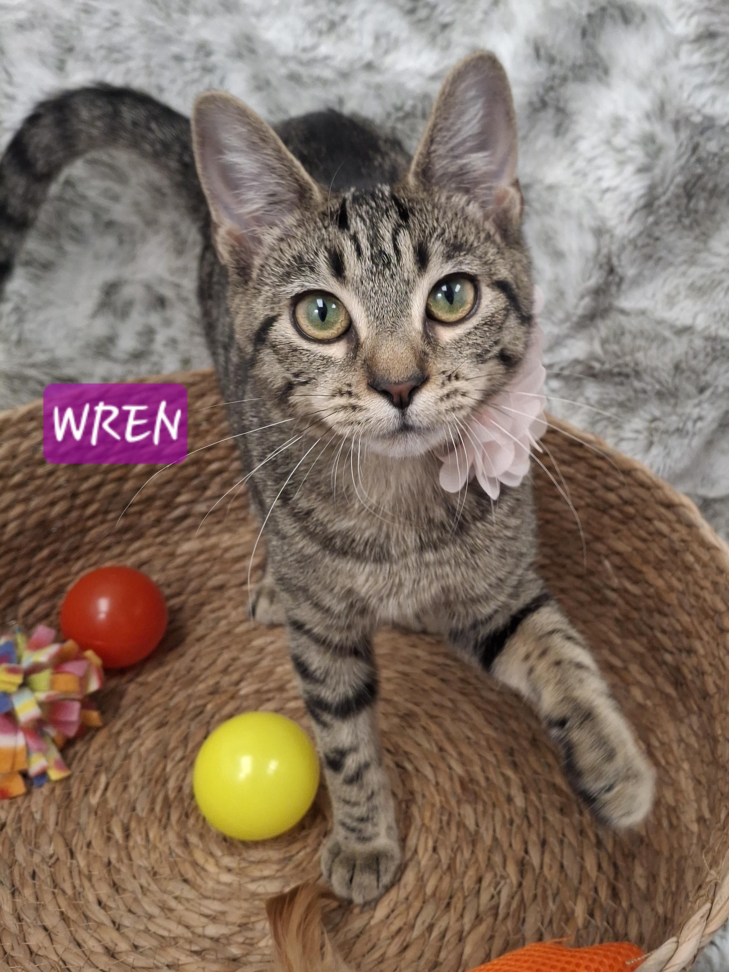 Adoption Event, Sat 7/18 (12-3), an adopted mixed breed in Yorba Linda, CA image 6/6