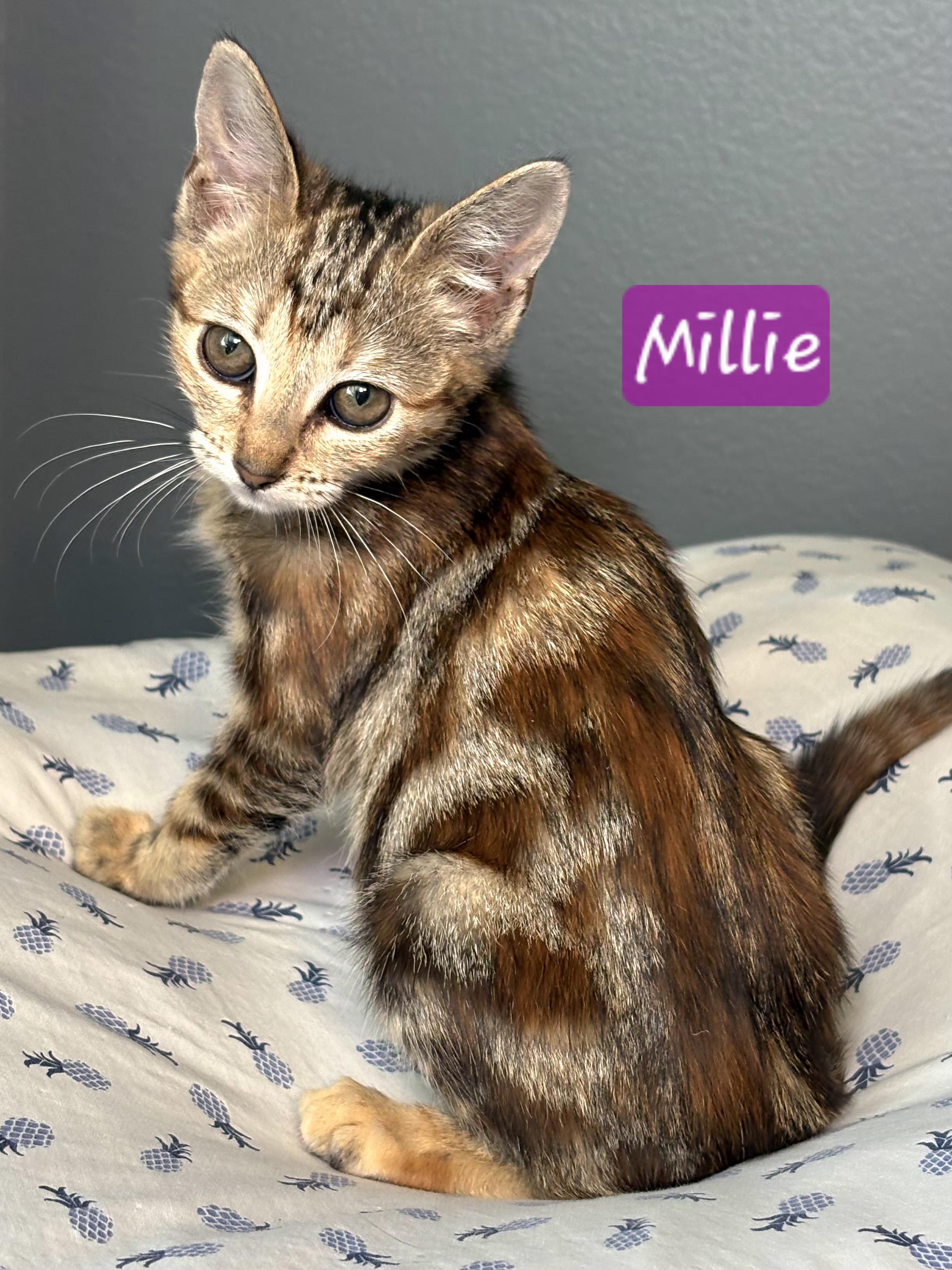 Adoption Event, Sat 7/18 (12-3), an adopted mixed breed in Yorba Linda, CA image 1/6