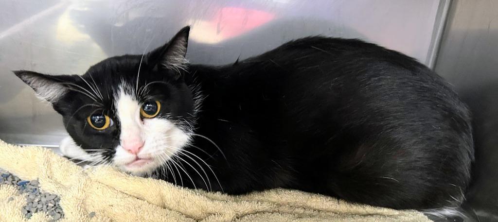 Levi, Adoptable, Kitten Female Domestic Short Hair.