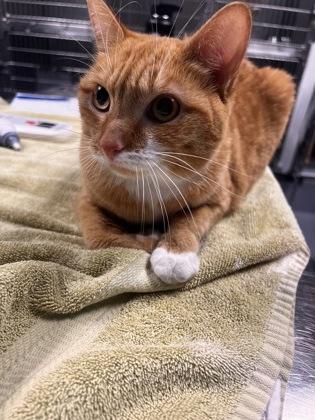 Enlarge Mist, a Adoptable mixed breed in Daytona Beach, FL image 1/2