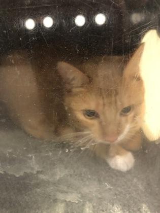 Enlarge Mist, a Adoptable mixed breed in Daytona Beach, FL image 2/2