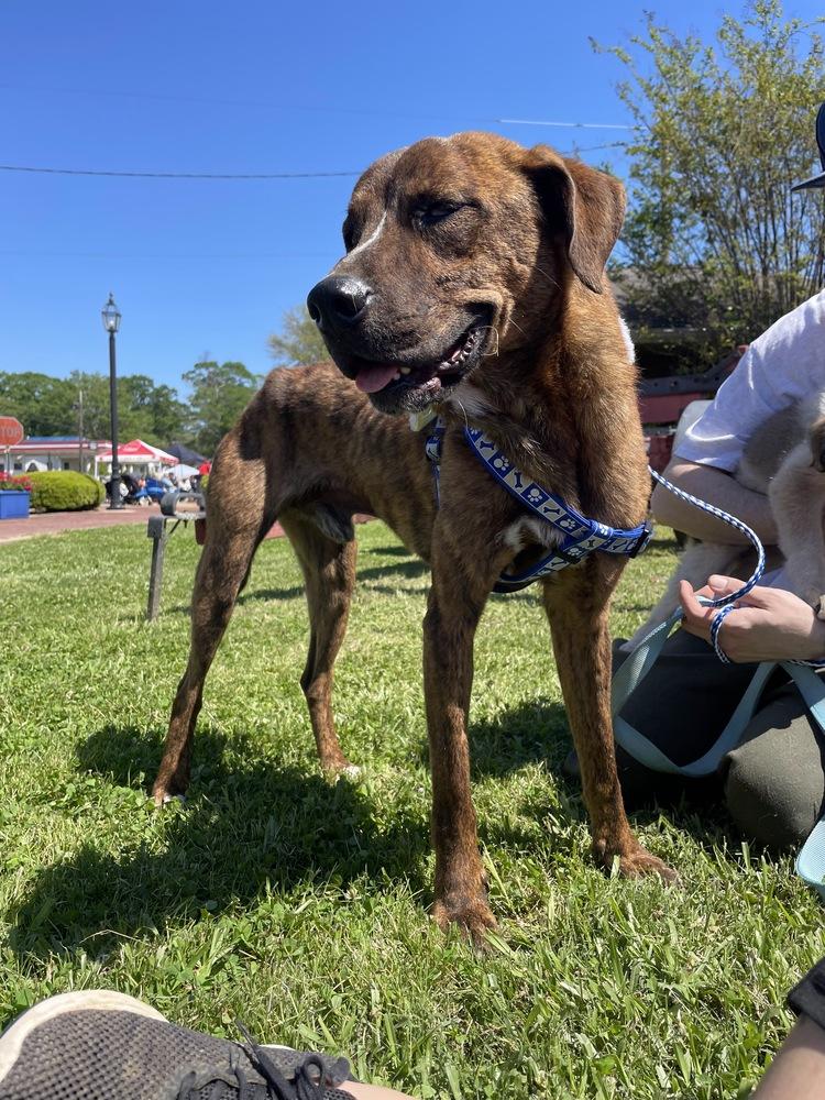 Enlarge Slim 23, a Adoptable mixed breed in Crystal Springs, MS image 1/6