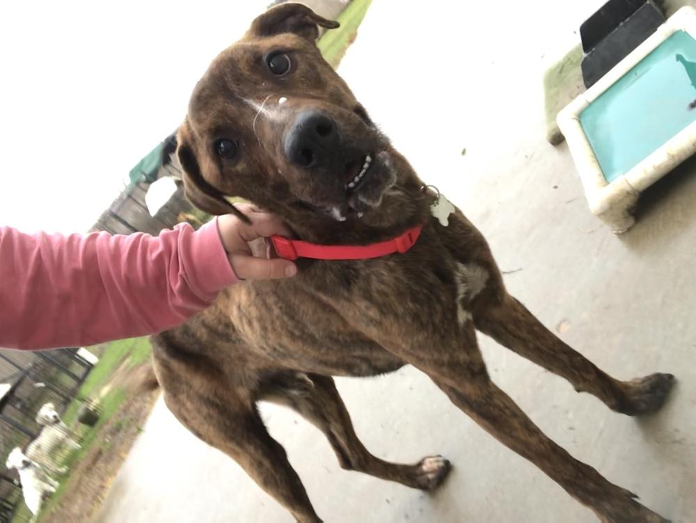 Enlarge Slim 23, a Adoptable mixed breed in Crystal Springs, MS image 2/6