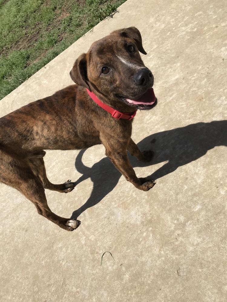 Enlarge Slim 23, a Adoptable mixed breed in Crystal Springs, MS image 3/6