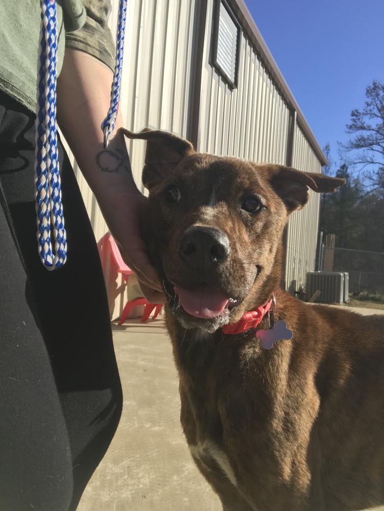 Enlarge Slim 23, a Adoptable mixed breed in Crystal Springs, MS image 4/6