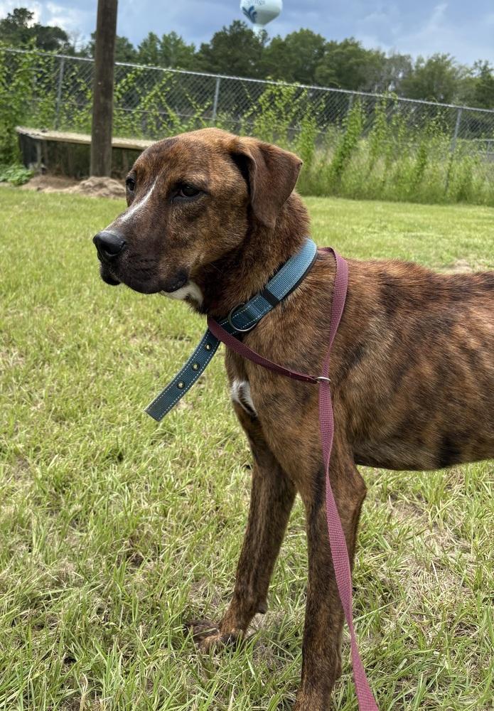Enlarge Slim 23, a Adoptable mixed breed in Crystal Springs, MS image 4/6