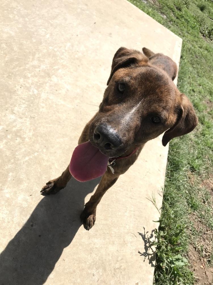 Enlarge Slim 23, a Adoptable mixed breed in Crystal Springs, MS image 6/6