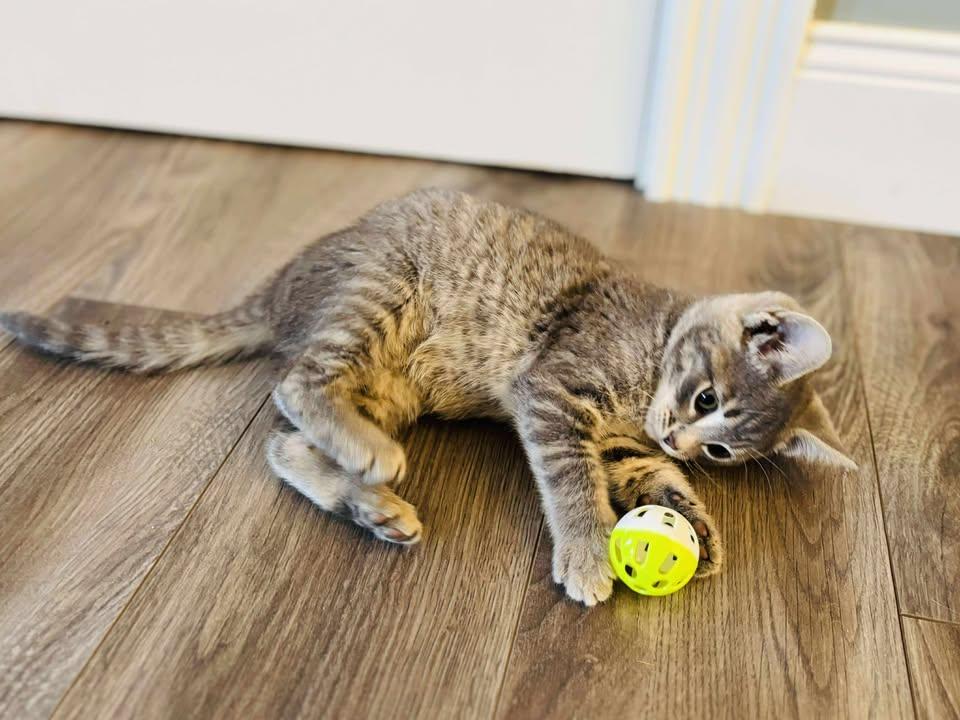 Cloud, an adoptable Domestic Short Hair in St Stephen, NB, E3L 2X2 | Photo Image 3