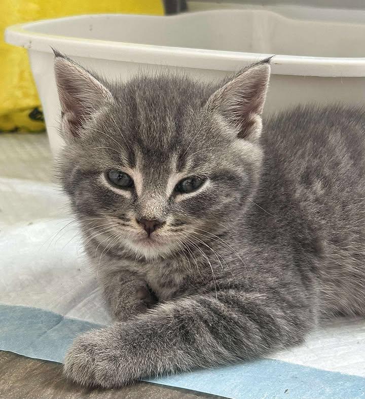 Cloud, an adoptable Domestic Short Hair in St Stephen, NB, E3L 2X2 | Photo Image 2