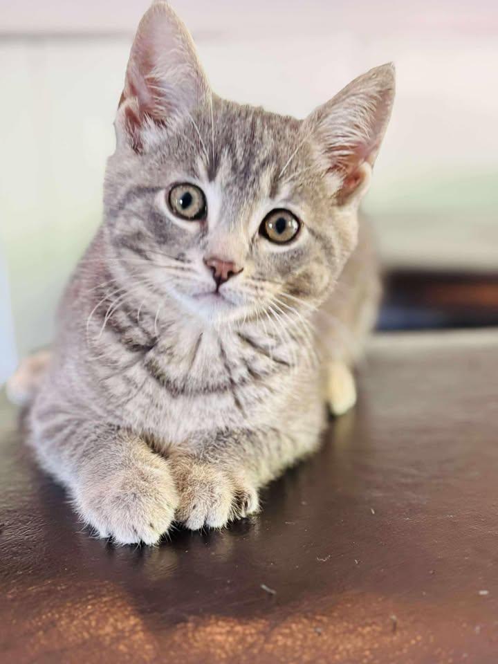 Cloud, Baby Male Domestic Short Hair