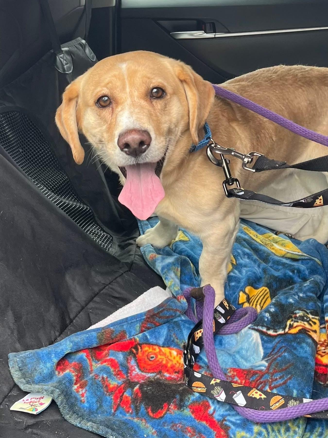 Rocket, a ADOPTABLE mixed breed in Jackson , NJ image 5/6