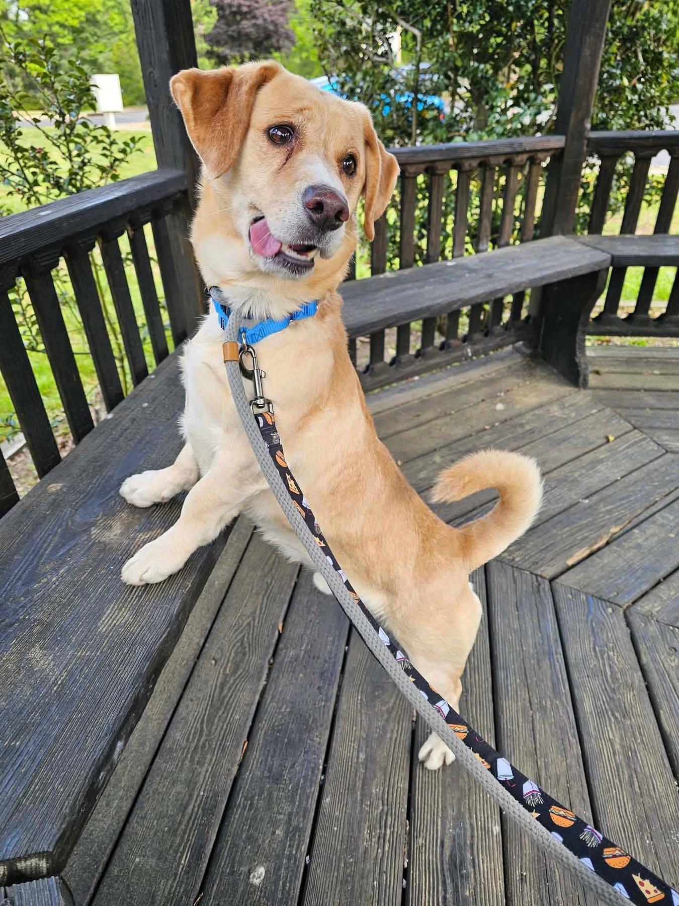 Rocket, a ADOPTABLE mixed breed in Jackson , NJ image 4/6