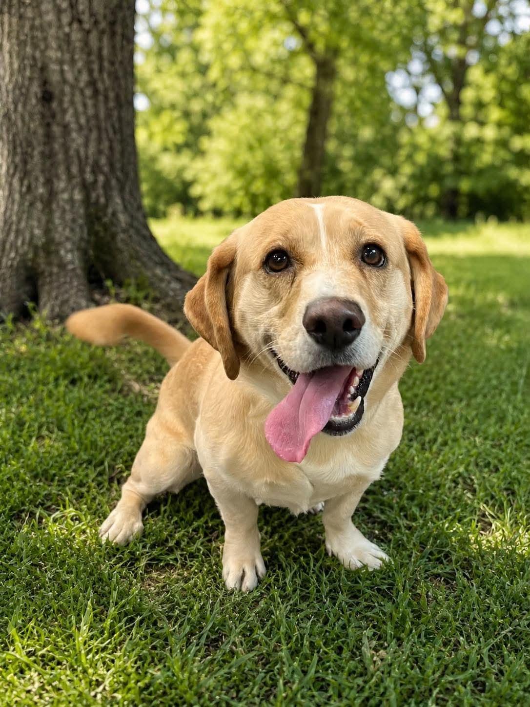 Rocket, a ADOPTABLE mixed breed in Jackson , NJ image 1/6