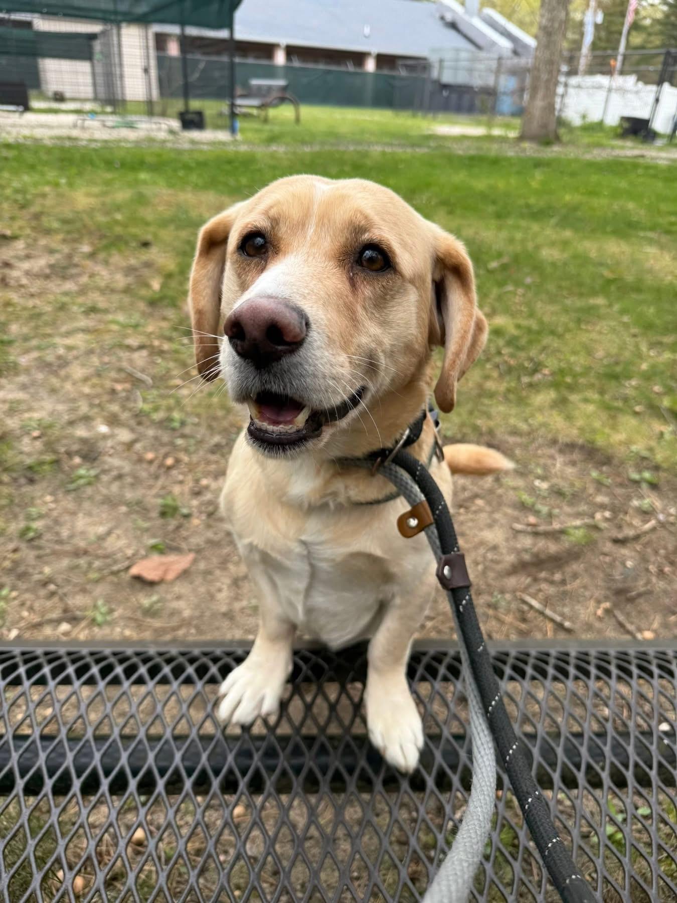 Rocket, a ADOPTABLE mixed breed in Jackson , NJ image 2/6