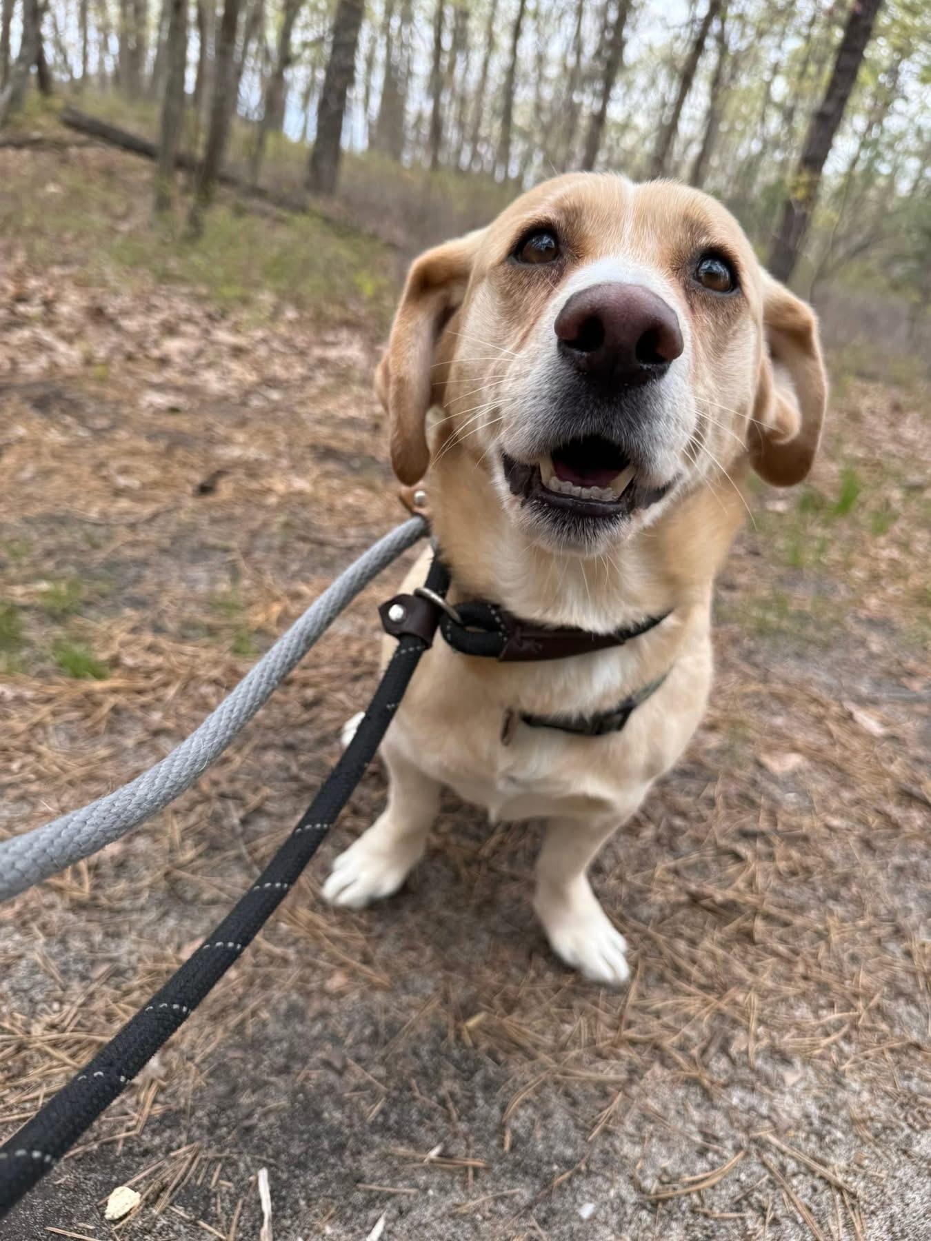 Rocket, a ADOPTABLE mixed breed in Jackson , NJ image 6/6