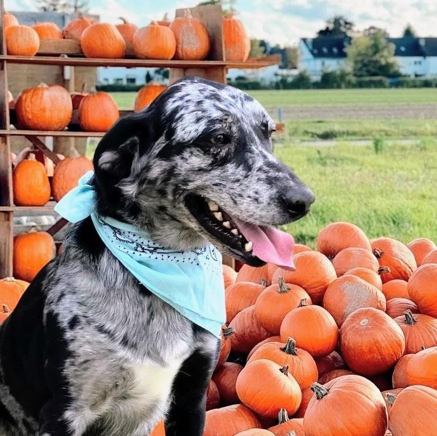 Bella - Foster Needed