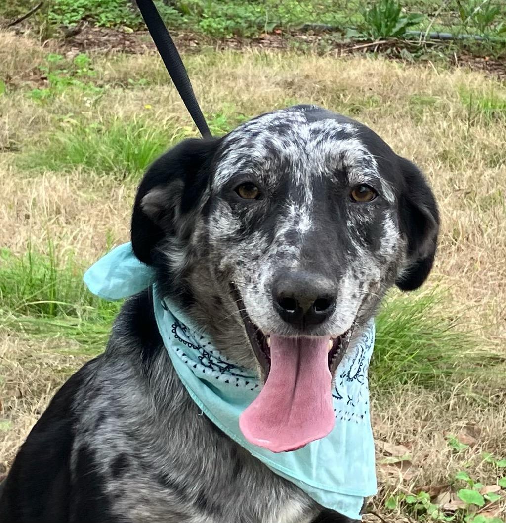 Bella - Foster Needed