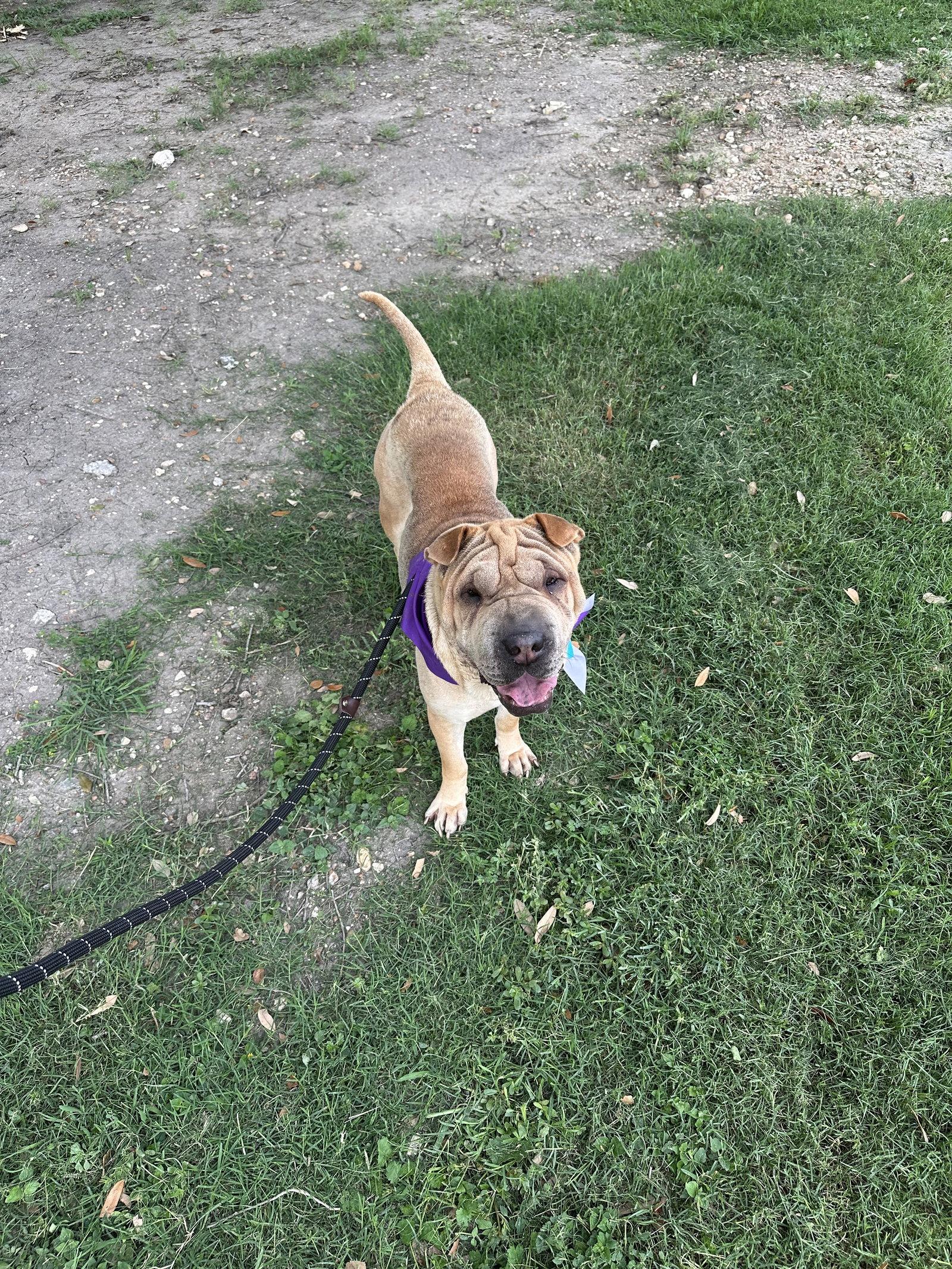 Ming, Adoptable, Adult Female Shar-Pei.