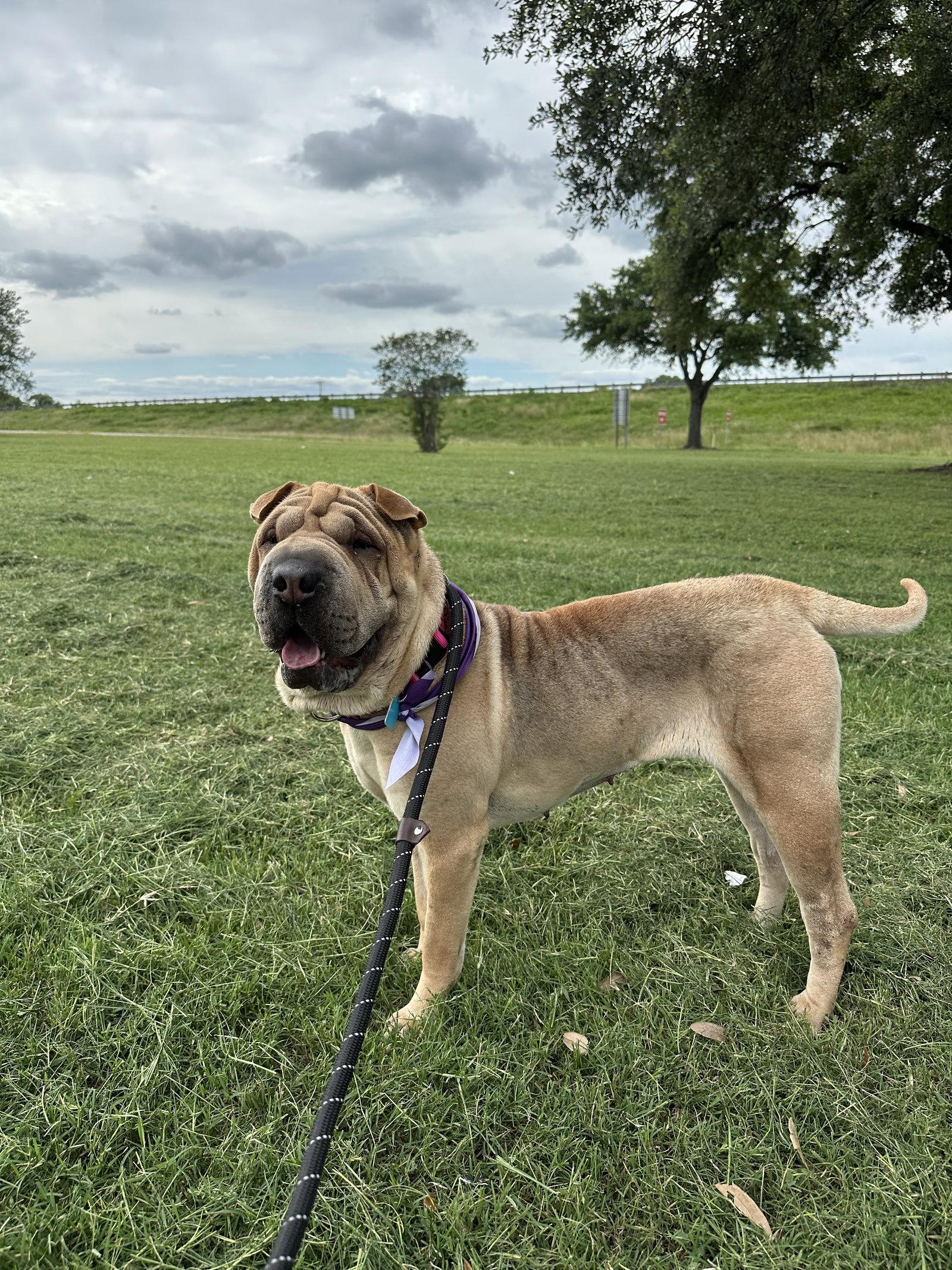 Enlarge Ming, a Adoptable Shar-Pei in Houston, TX image 2/3