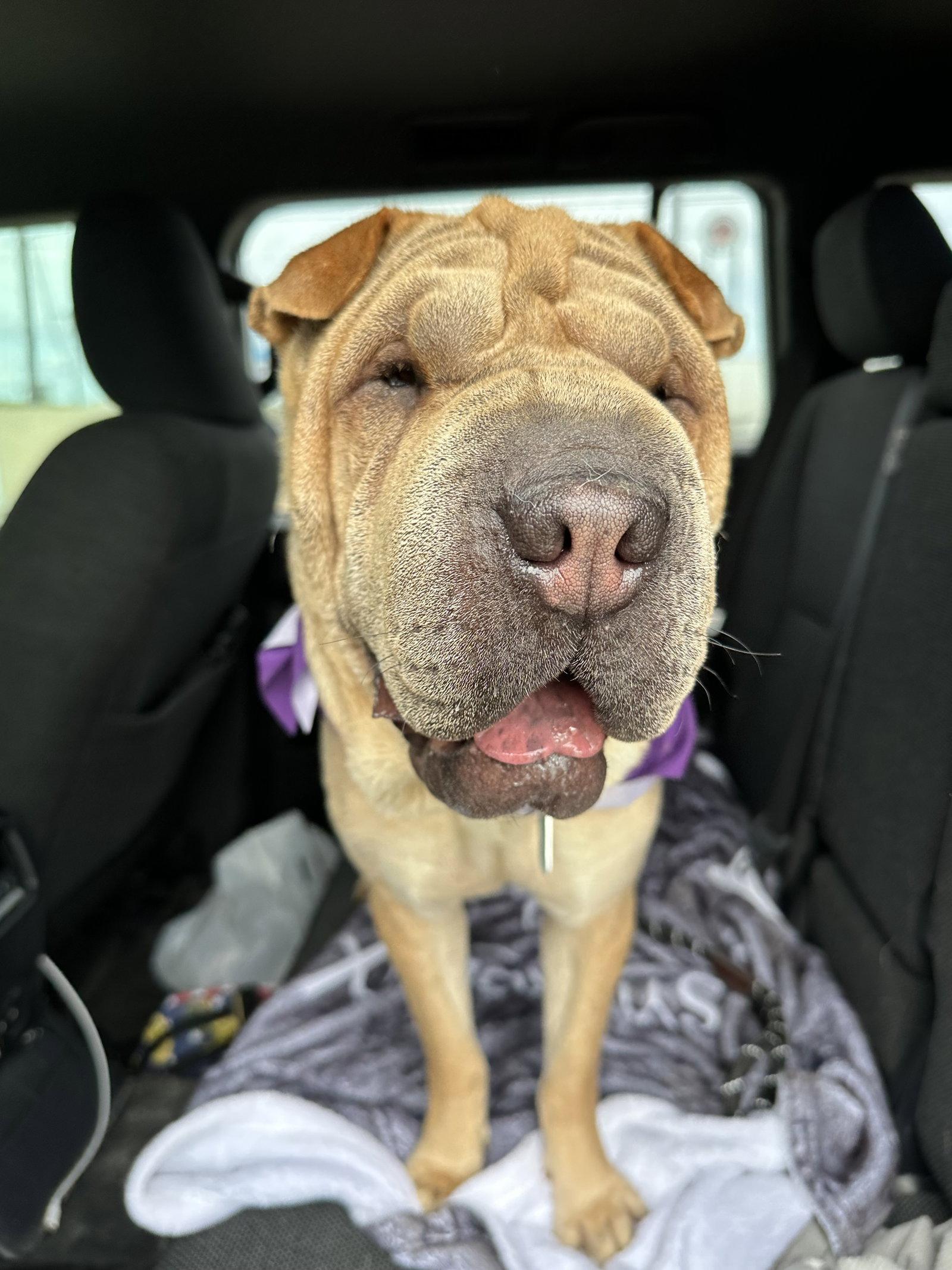 Enlarge Ming, a Adoptable Shar-Pei in Houston, TX image 3/3