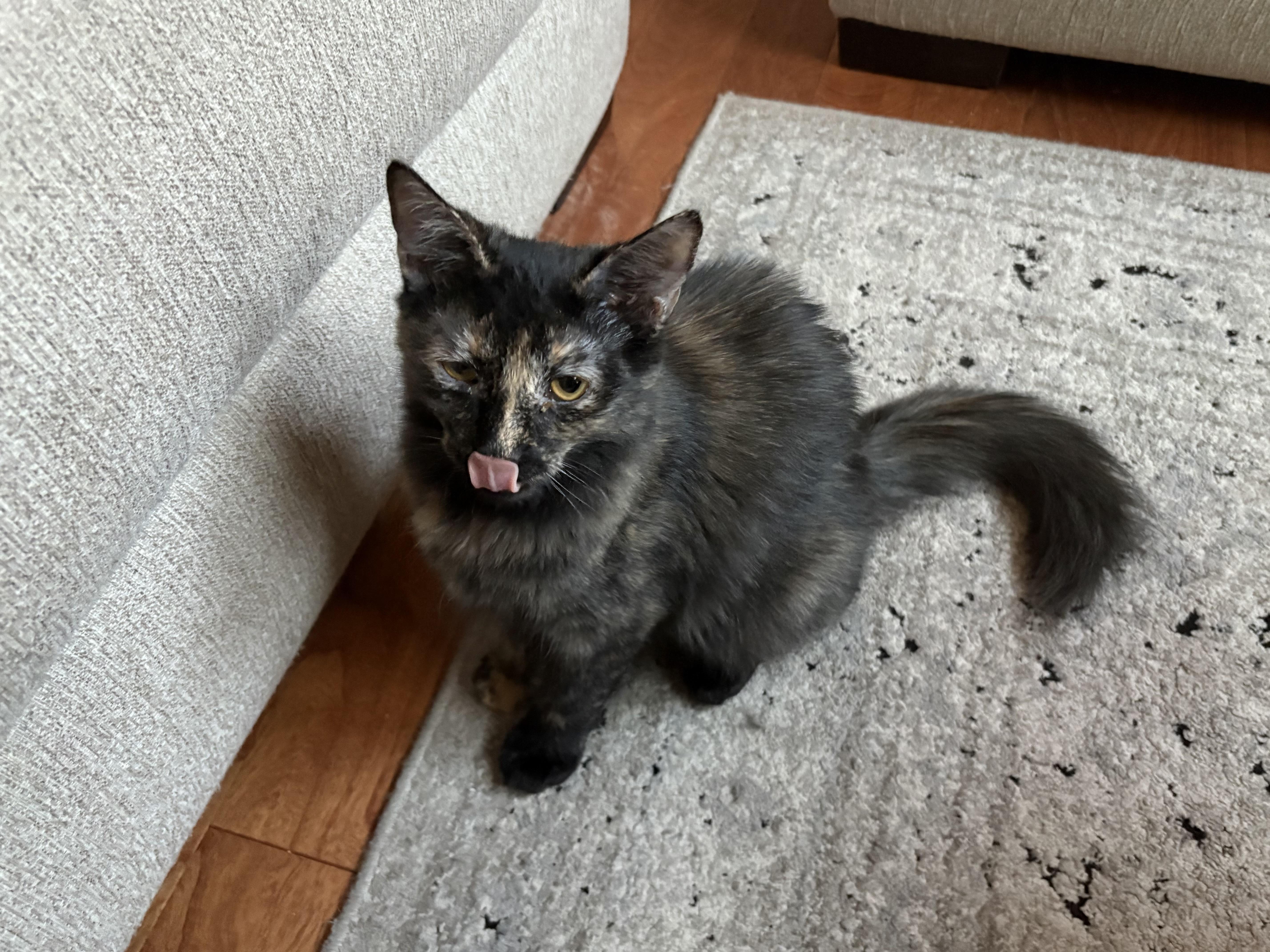 Enlarge Lacey, a Adoptable Domestic Medium Hair in queen creek, AZ image 1/3