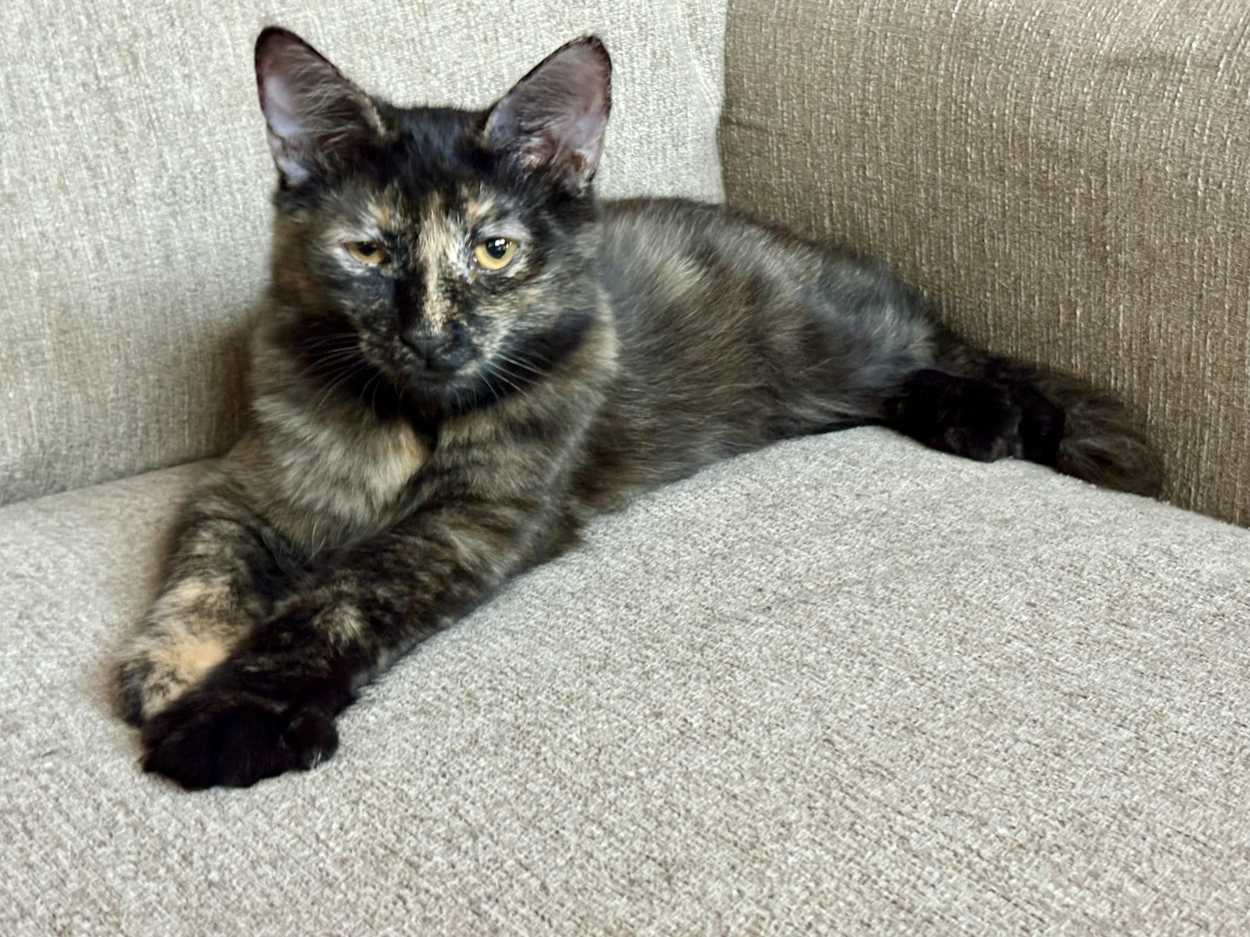 Enlarge Lacey, a Adoptable Domestic Medium Hair in queen creek, AZ image 2/3