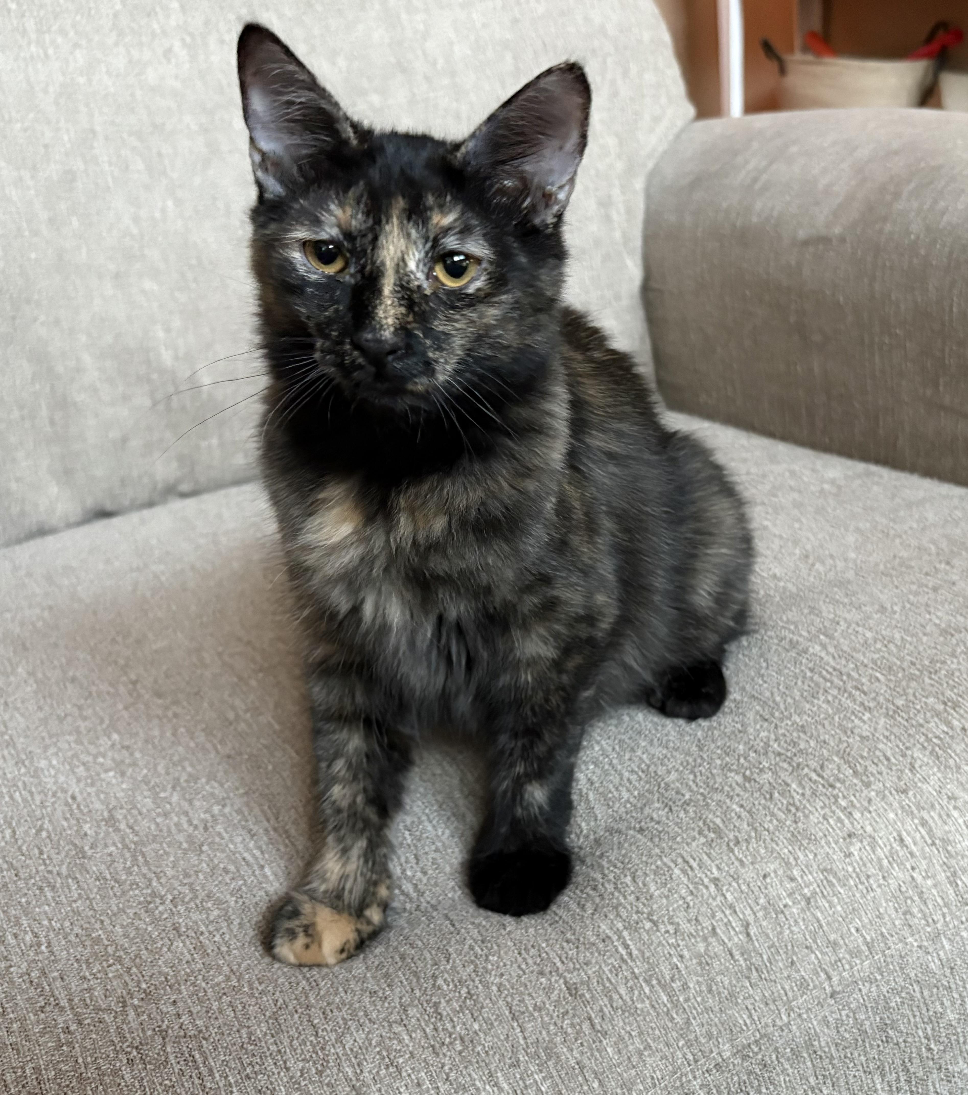 Enlarge Lacey, a Adoptable Domestic Medium Hair in queen creek, AZ image 3/3