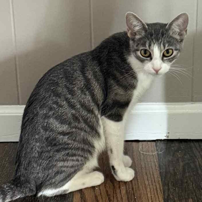 Peanut, ADOPTABLE, Young Female Domestic Short Hair.