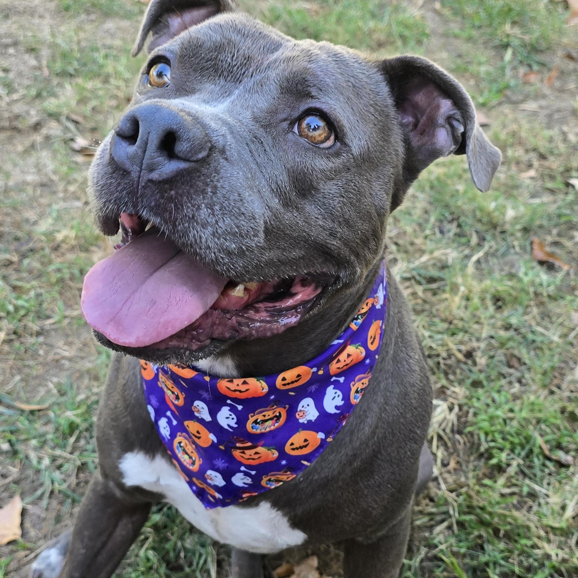 Blue, Adoptable, Adult Male Pit Bull Terrier.