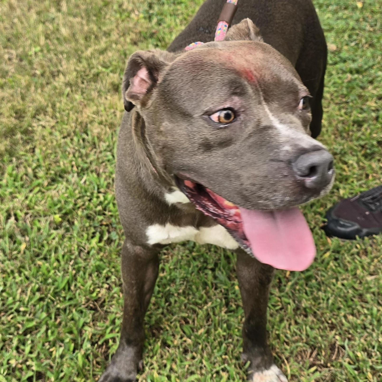 Enlarge Blue, a Adoptable mixed breed in Arlington, TN image 3/6
