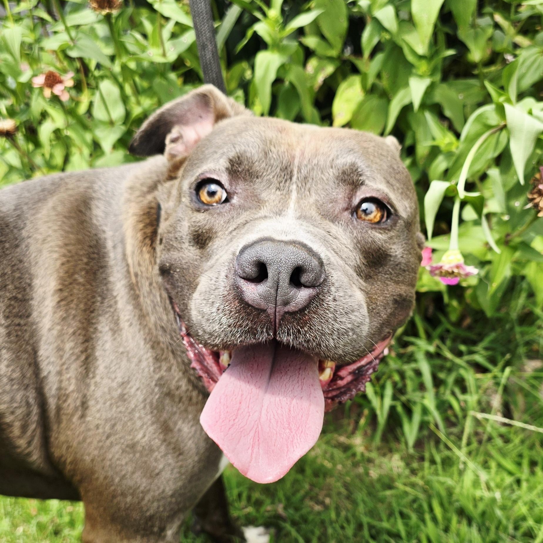 Enlarge Blue, a Adoptable mixed breed in Arlington, TN image 2/6