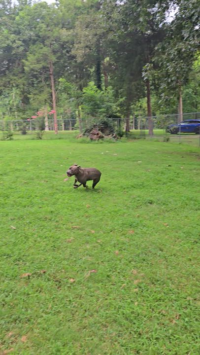 Enlarge Blue, a Adoptable mixed breed in Arlington, TN video 5/6