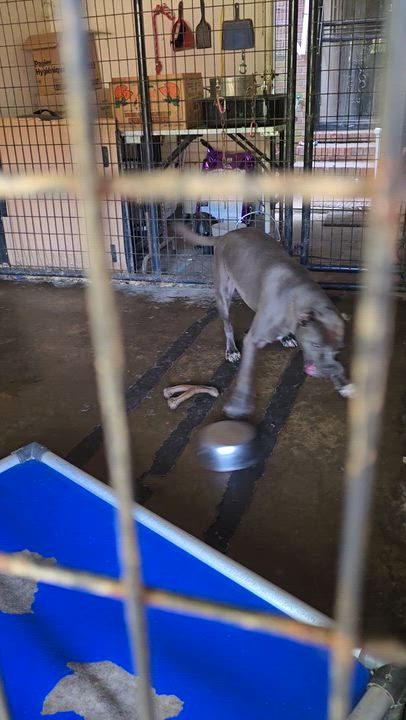 Enlarge Blue, a Adoptable mixed breed in Arlington, TN video 6/6