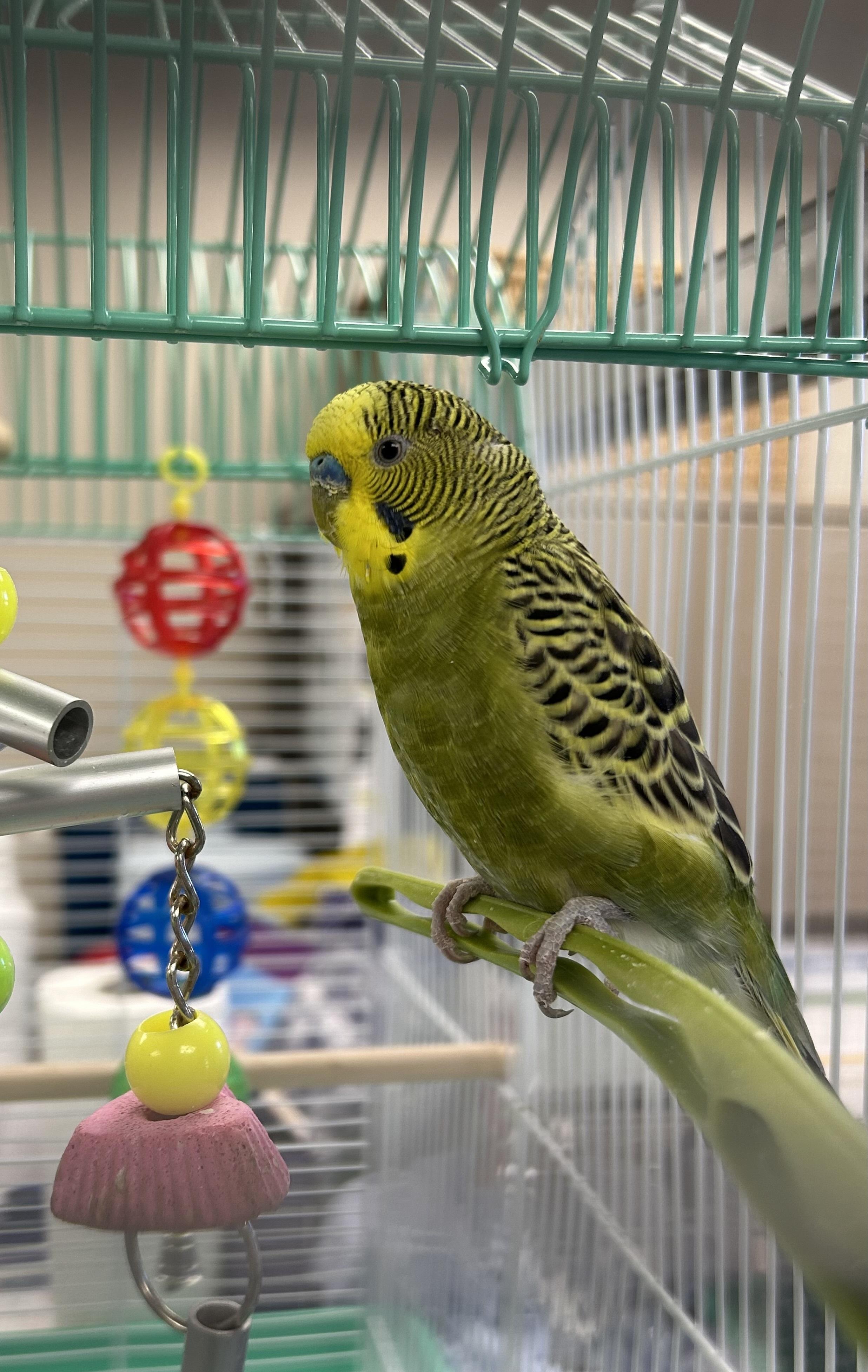 Kiwi, Adopted, Adult Male Parakeet (Other).