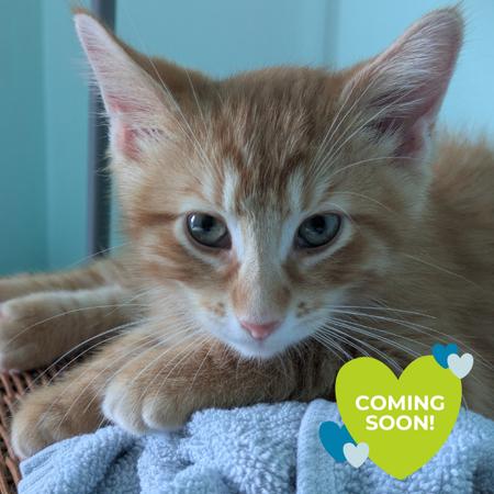 Enlarge Knicks, a Adoptable Domestic Short Hair in Chicago, IL image 1/1