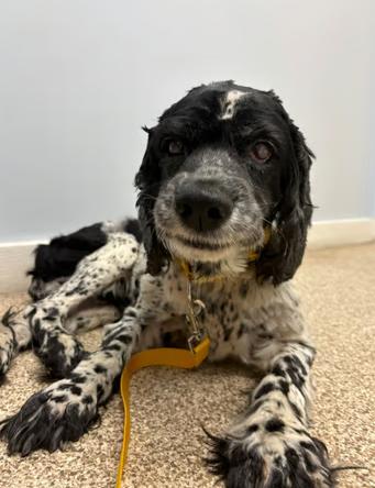 Walter, adopted, Adult Male Spaniel.