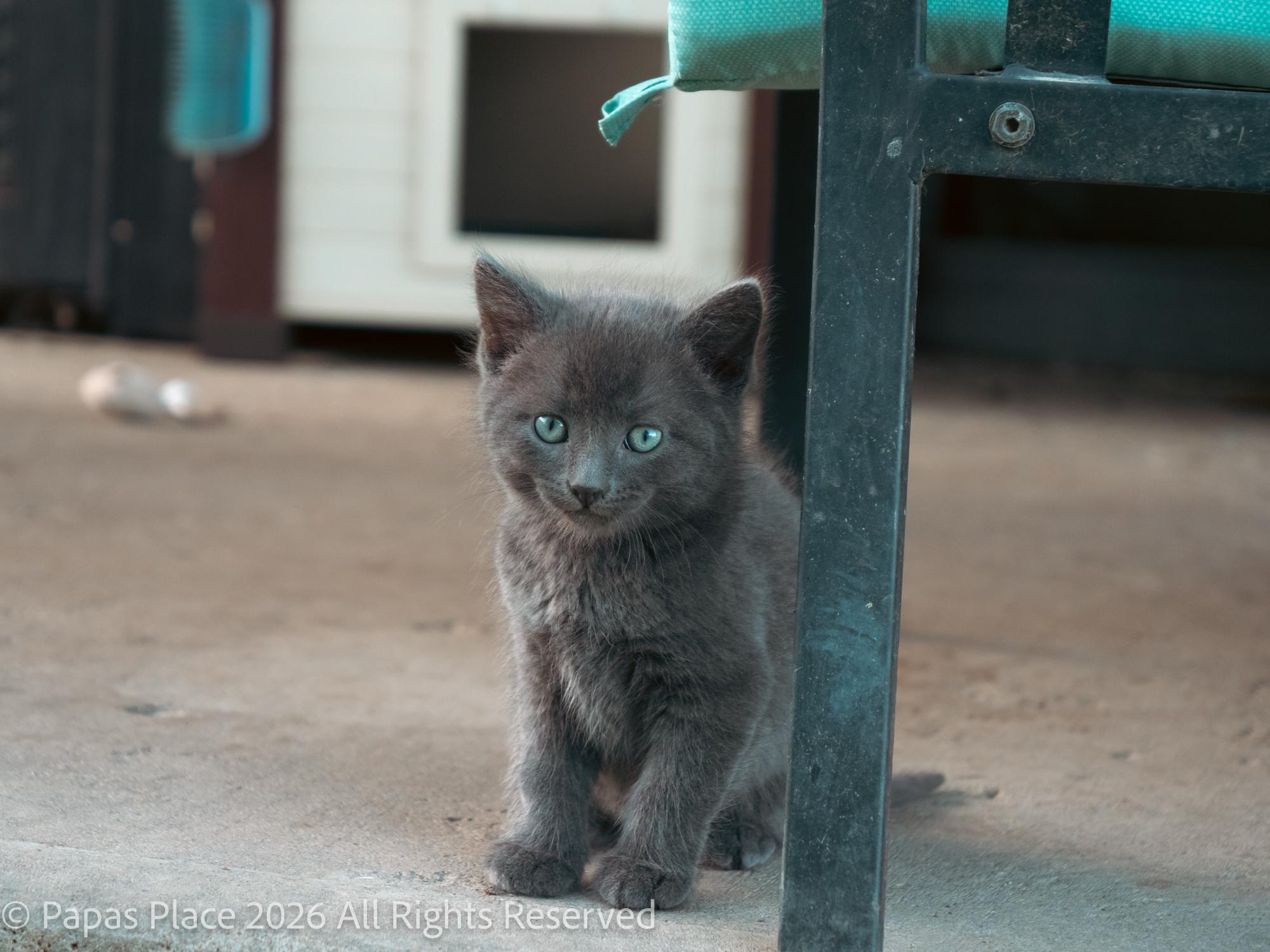 Smokey, Adopted, Young Male Domestic Short Hair.
