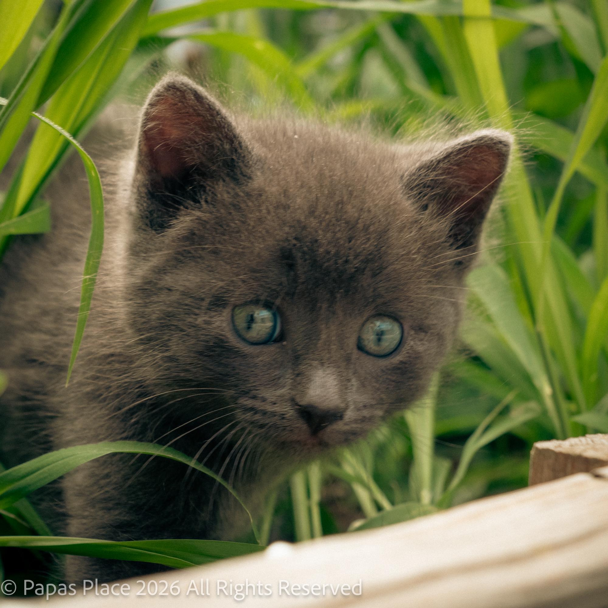 Enlarge Smokey, a Adopted mixed breed in Mexico, MO image 2/6