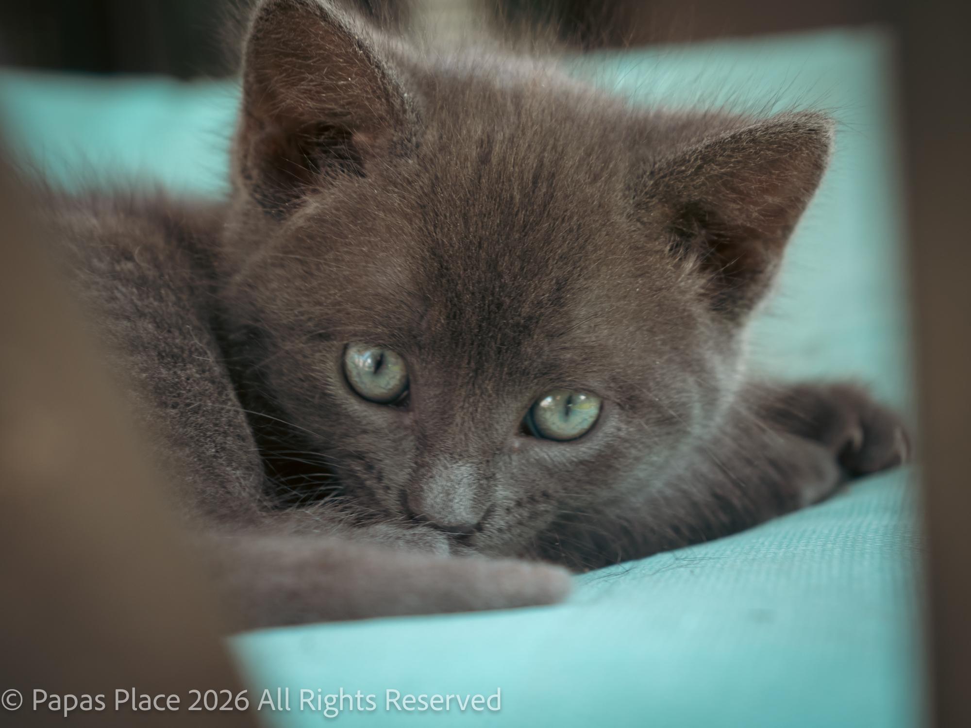 Enlarge Smokey, a Adopted mixed breed in Mexico, MO image 3/6